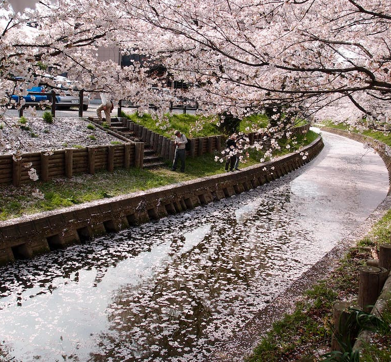 When is Cherry Blossom Season in Japan 2024? Full Tourism Guide
